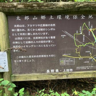 以前、ここらでキノコ狩りしてる人に、マツタケを見つけたことあるか？と何人か聞いたのですが無いそうです。残念😢

まあ、私はマツタケとくに好きでもないですが...