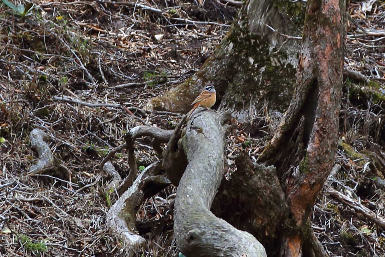 ホオジロのようです