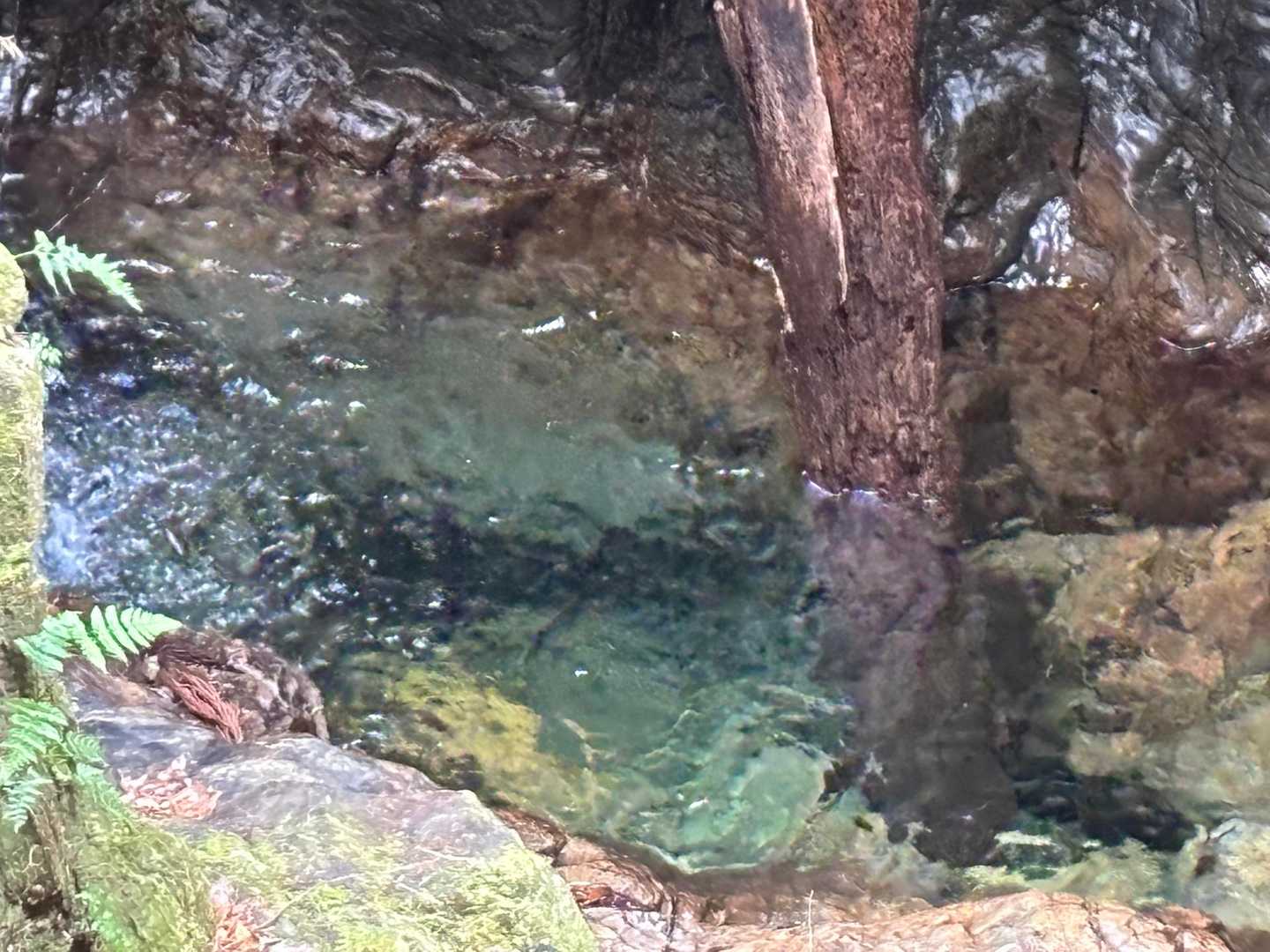 滝壺の水が綺麗だね