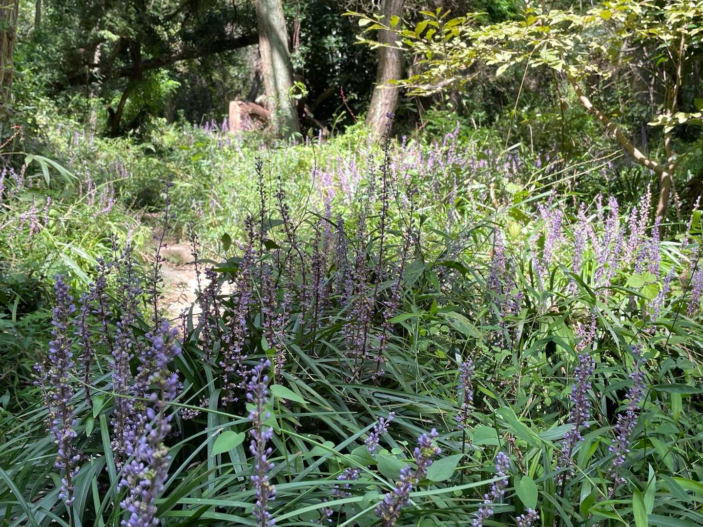 八幡谷で無事下山。ヤブランがいっぱい🪻