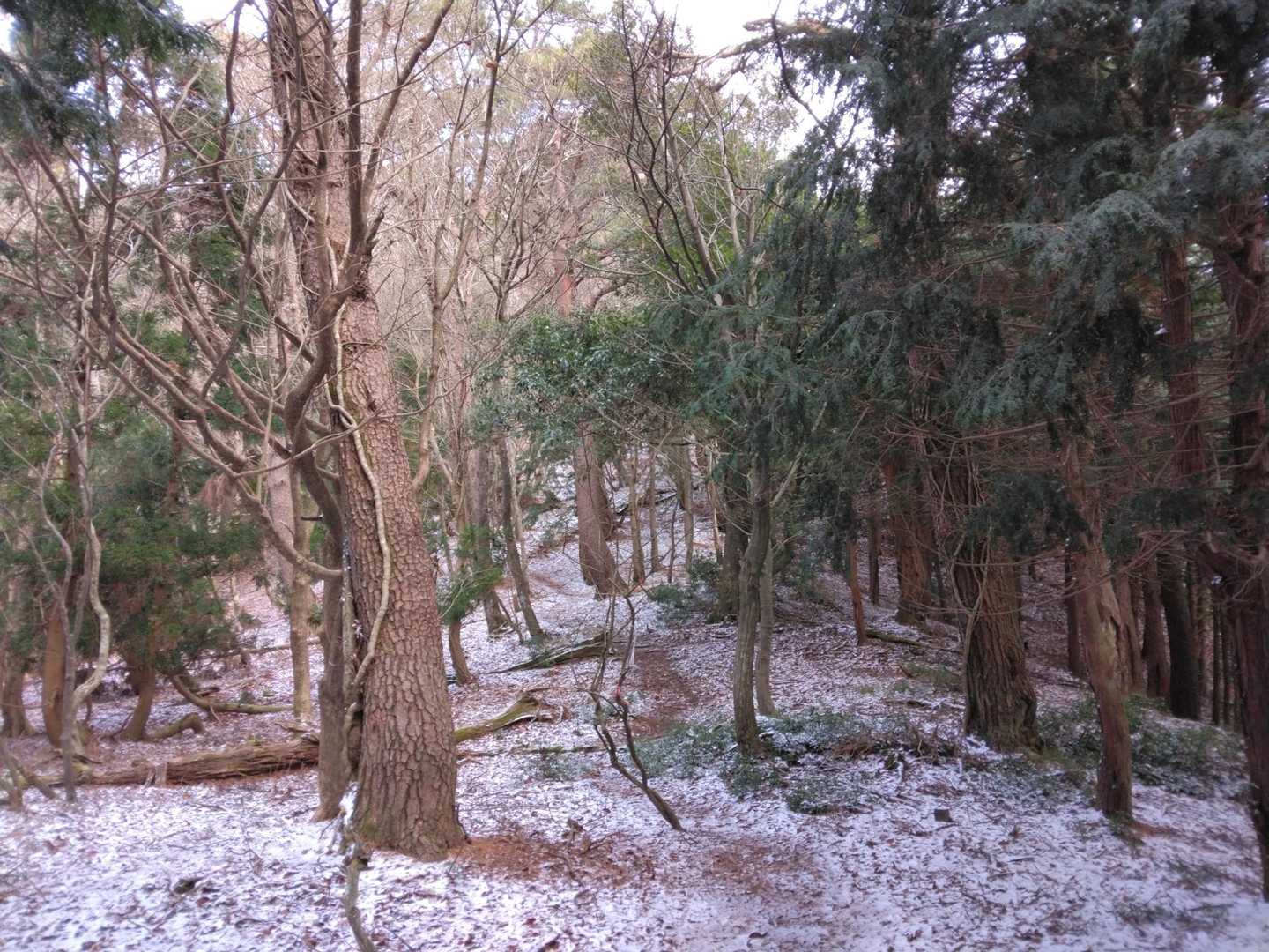 途中から薄ら❄チェーンスパイク無しでOK
