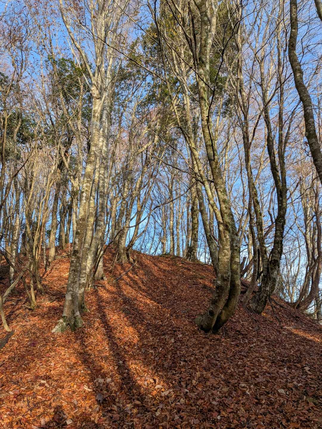 🅿️すぐ登山口
ええ感じの登山道を進みます👉
今回は最後までずーっとこんな道