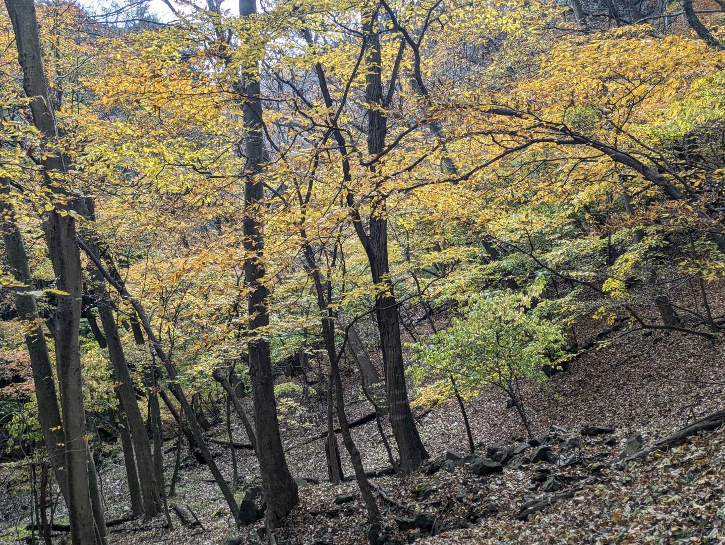 子持山 周回コースの写真