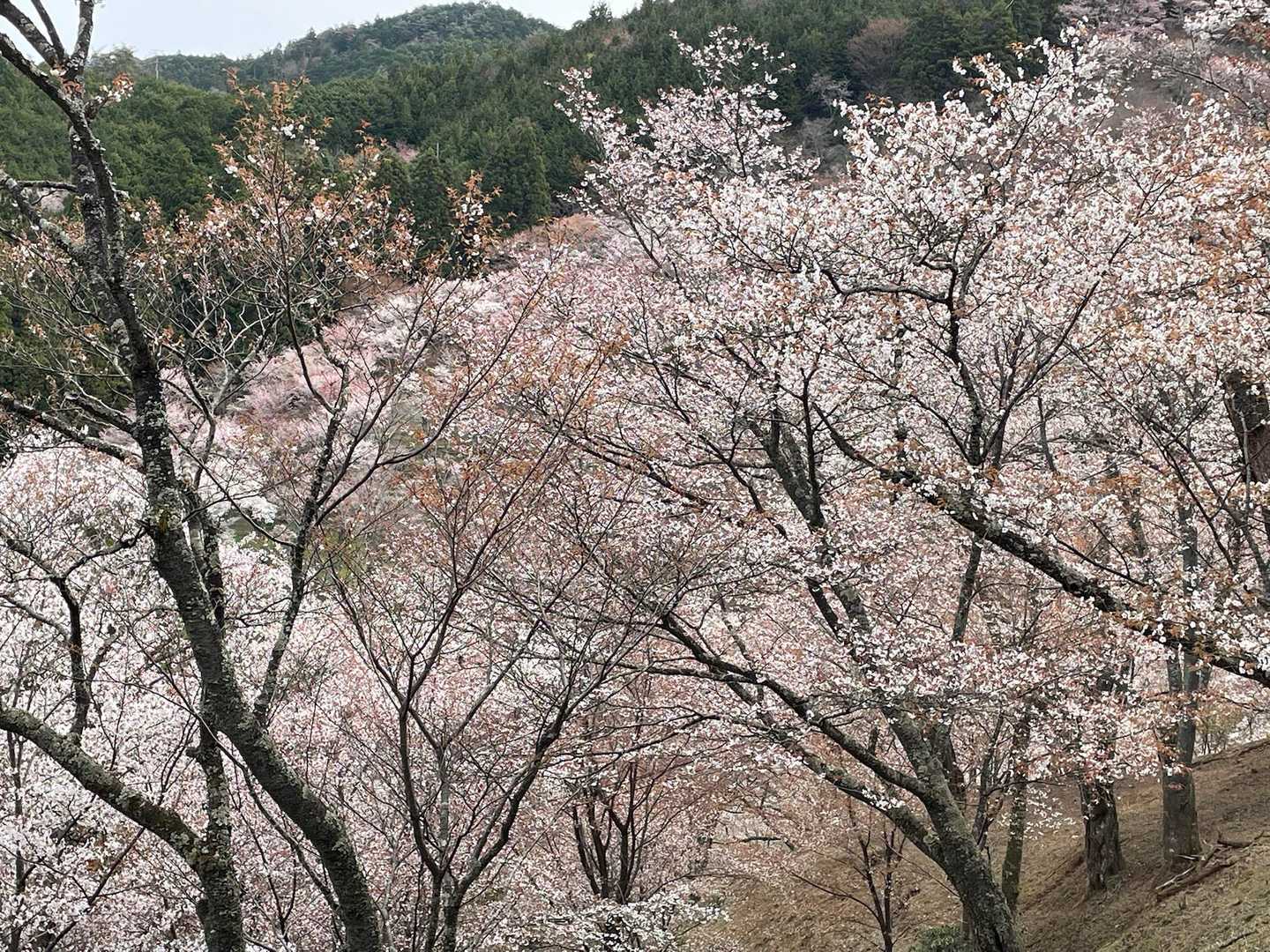 金峯山寺-韋駄天山-吉水神社 往復コースの写真