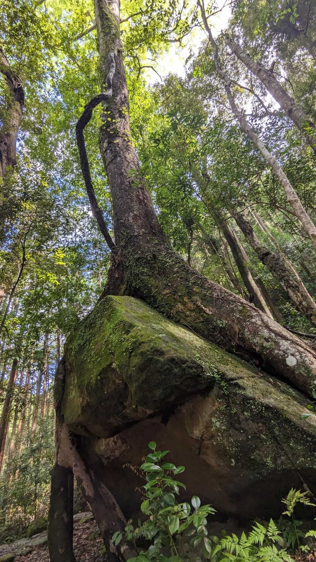 聖なる森で耳を澄ませる和歌山・熊野古道①コースの写真
