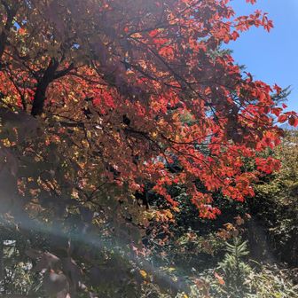 龍頭滝の紅葉🍁