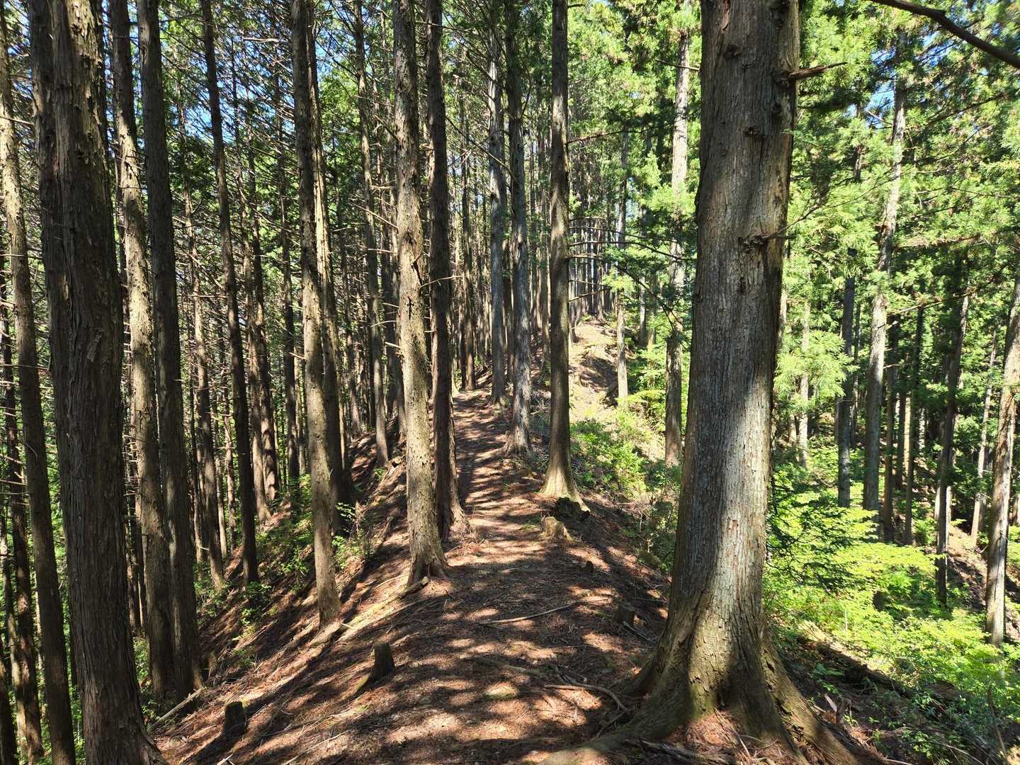 登山道は