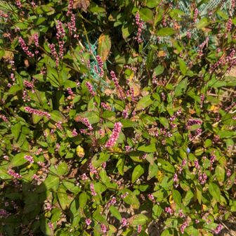 蓼藍（たであい）？
この地区の広瀬織の藍染は、これを使ってのかな？