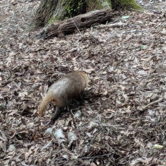 アナグマ　距離1メートル
人間を気にせず、ご飯探してました。