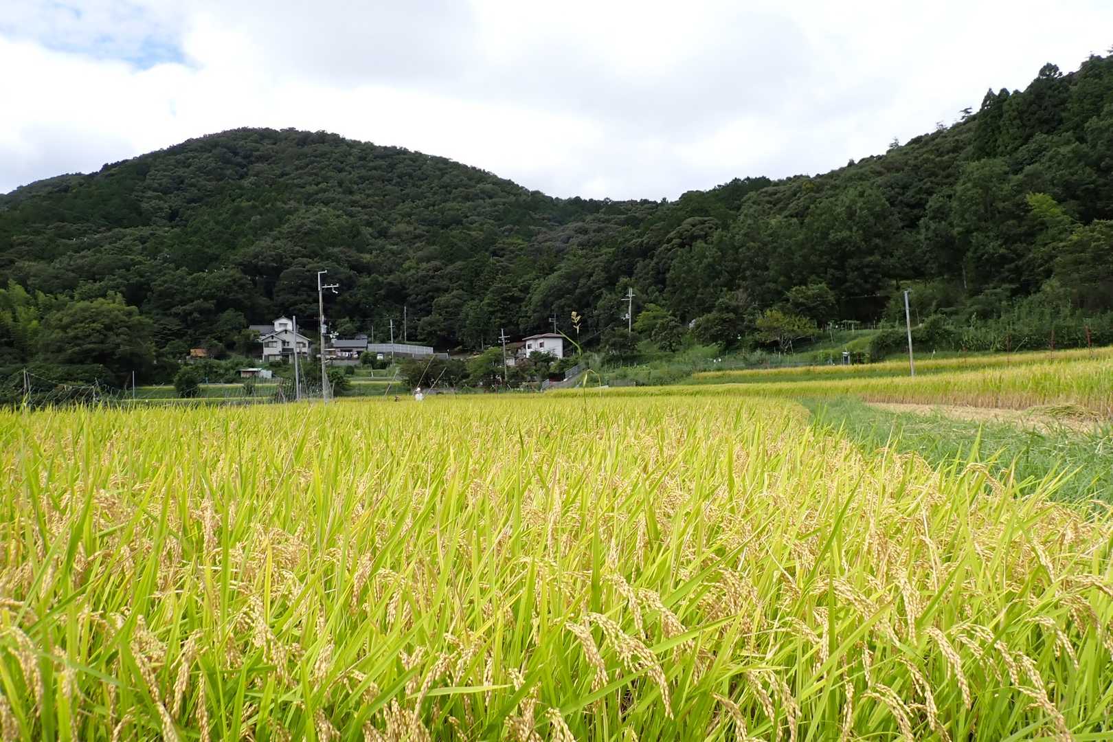 出野山-野間の大ケヤキ-大堂越-黒川駅 周回コースの写真