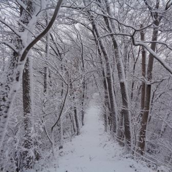 山歩道です。
足跡はまだ一つもありませんでした。
尚、雪と湿った落ち葉で滑りやすいところがあります。
特に下りはご注意ください。