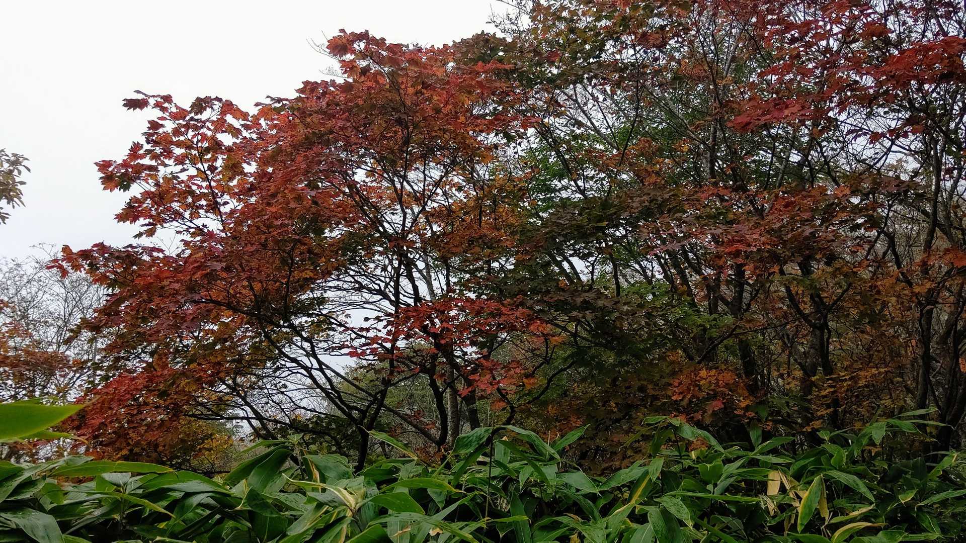樹林帯歩きでも、紅葉🍁が綺麗だよ。✨