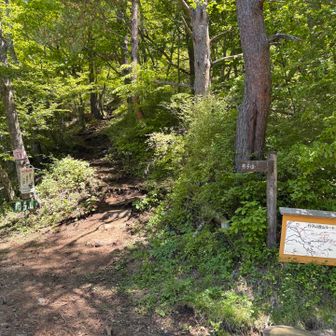 峠まで林道歩き、ここから登山道です