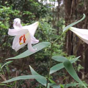 唯一みつけたササユリ🌸きれいやね〜