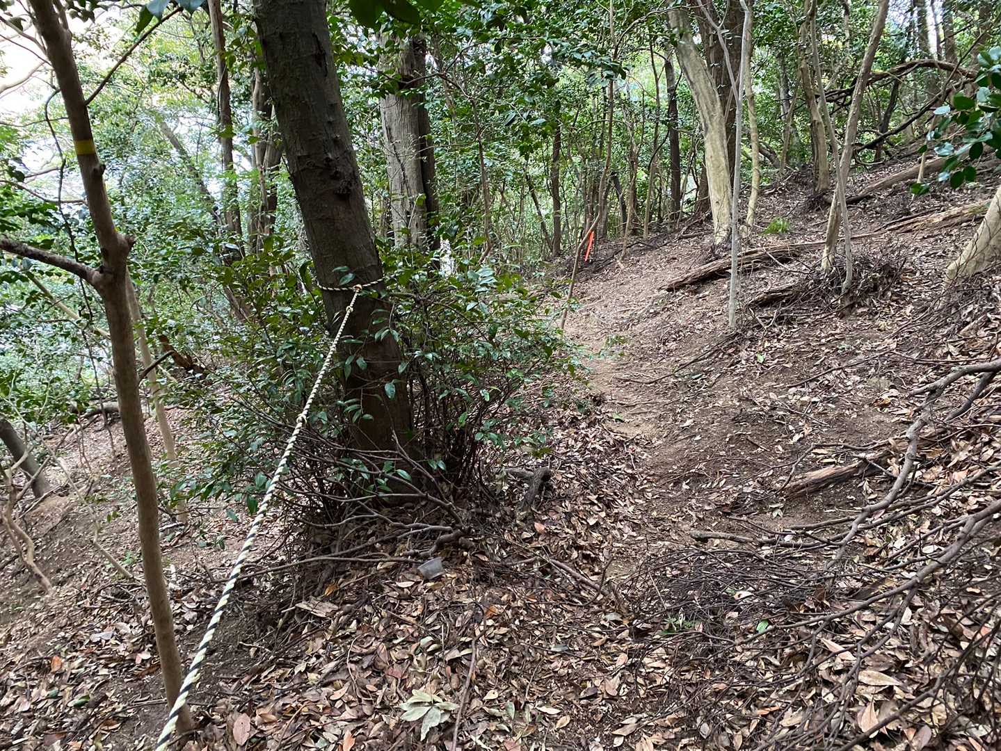 小嵐山へは急登を登りますが、先駆者がトラロープを設置されています😆