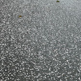 権現山へ向かうロードは桜の絨毯。