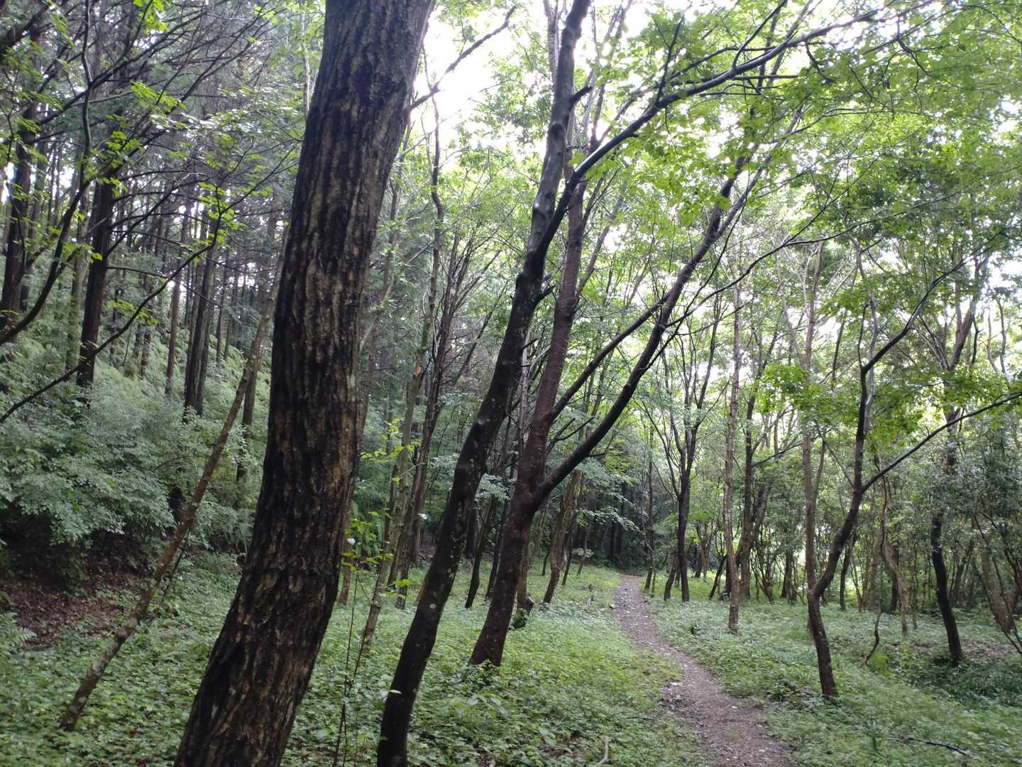 森を抜けて〜🌳