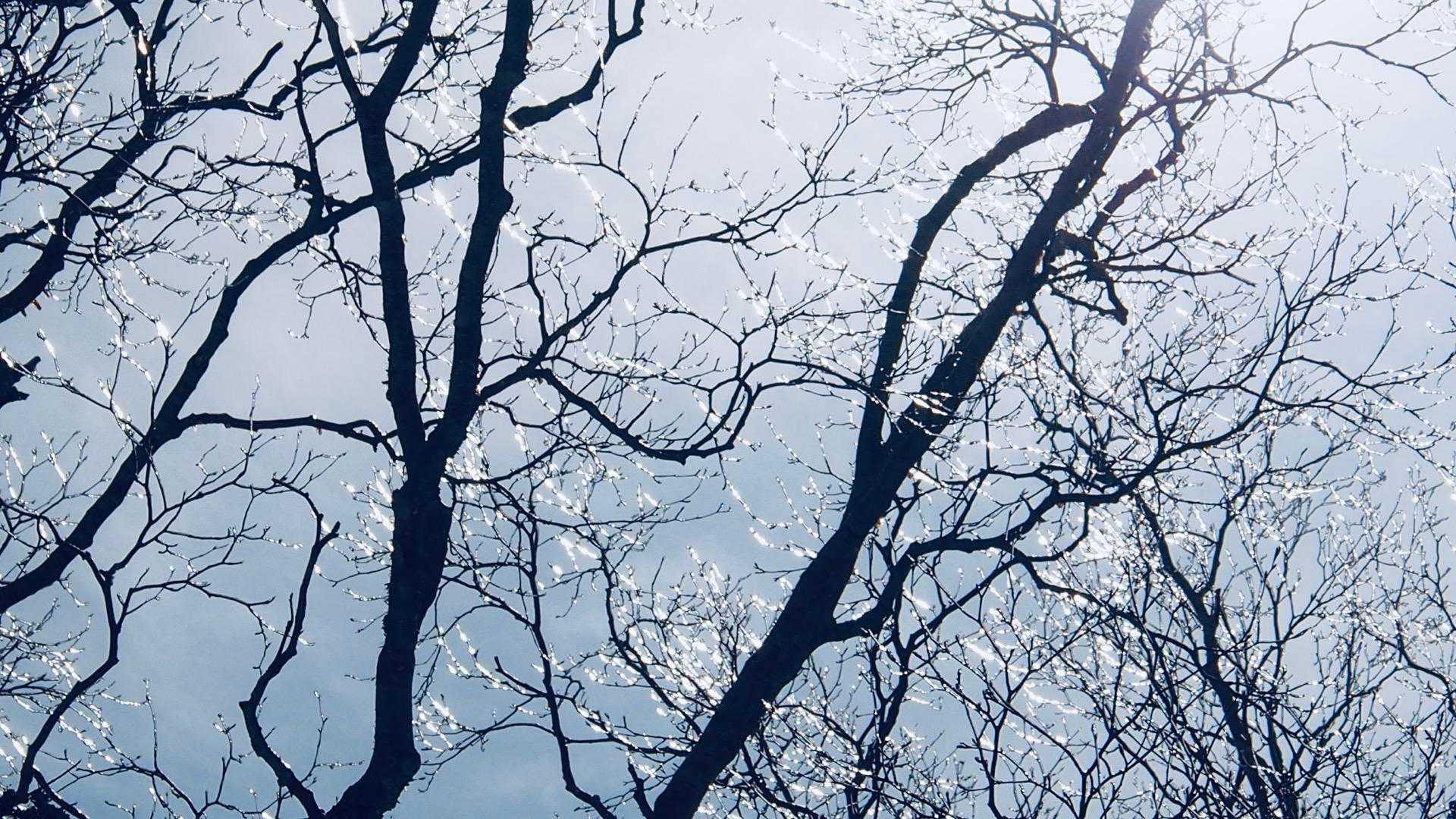 霧氷がキラキラ