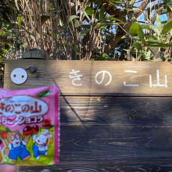 こちらも🍄‍🟫