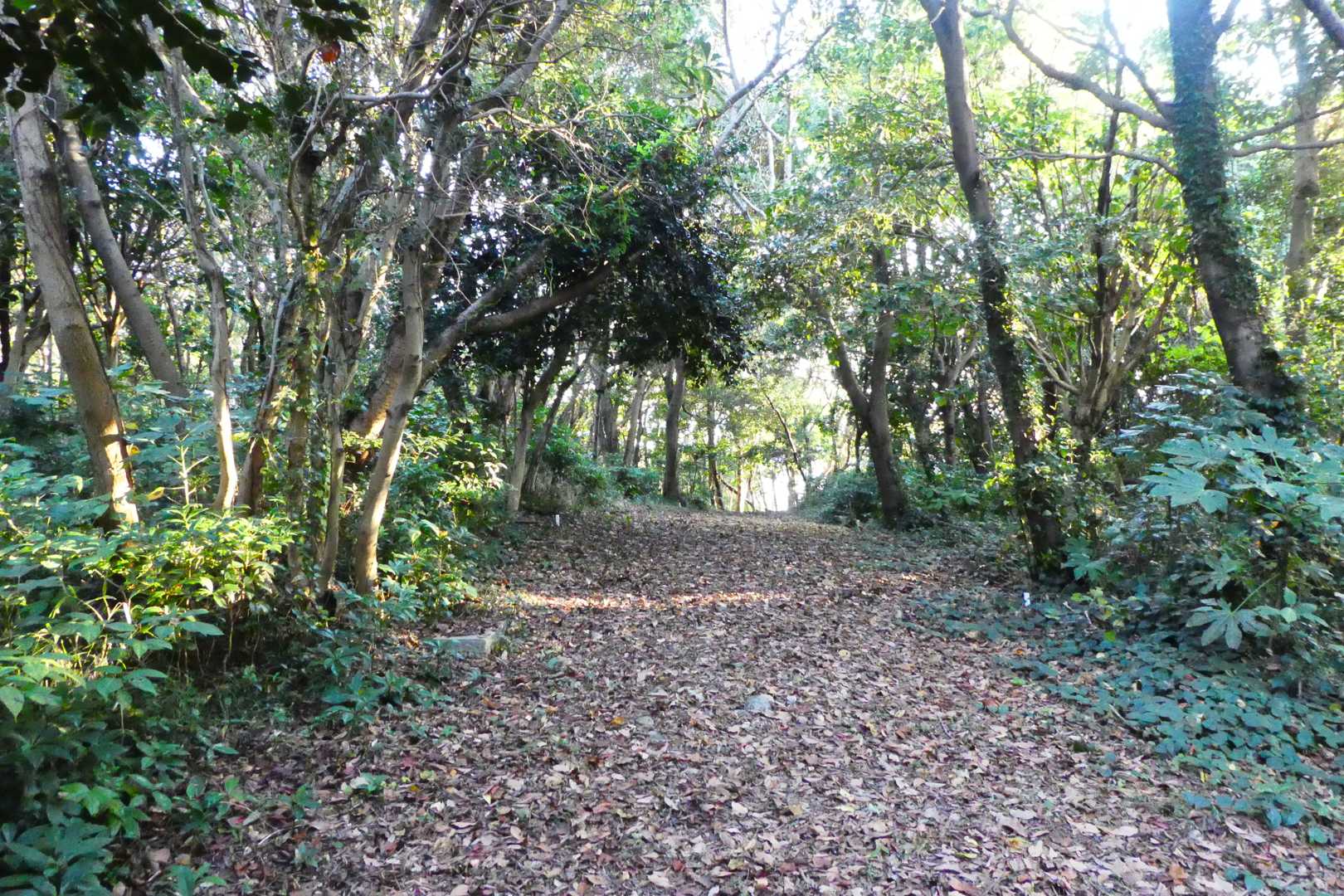 秋葉山に向かいます