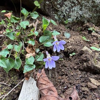 スミレ？→タチツボスミレ（ハート型の葉）