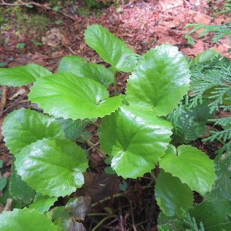イワカガミ
花はなく若々しい葉のみ