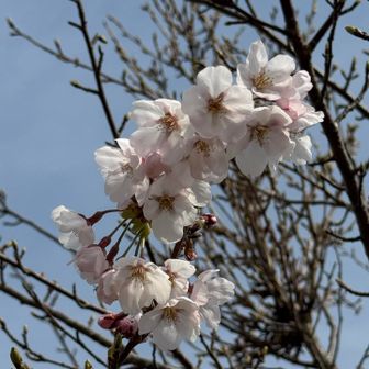 桜は🌸これからピンクの🩷蕾が沢山でした