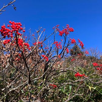 真っ青🟦の青空とナナカマドの🔴実🤩
コントラストがすごい👏