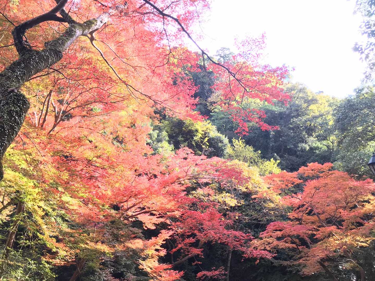 外院バス停-最勝ヶ峰-石子詰登山口-阪急箕面駅 縦走コースの写真