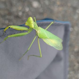 薬王寺山で

頭にカマキリ乗せて来てしまったみたいです　笑
びっくりさせてｺﾞﾒﾝねーｺｺで逃がしてあげました😆