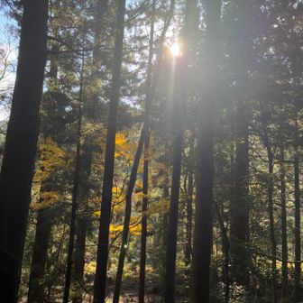 木漏れ日が映える😻