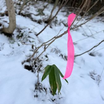 ピンテたくさん、ありがたや