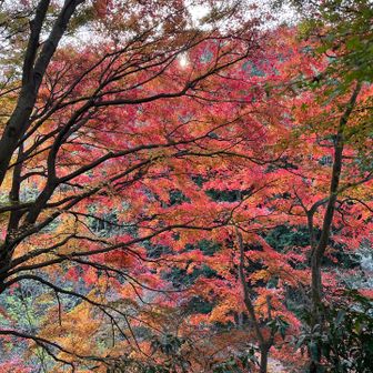 まだまだ紅葉🍁見頃でした♪