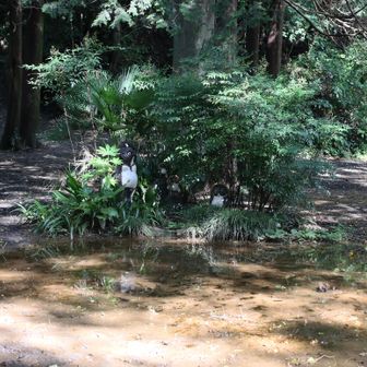 小仏峠の狸さん一家。前が水たまりになっていて近づけません。