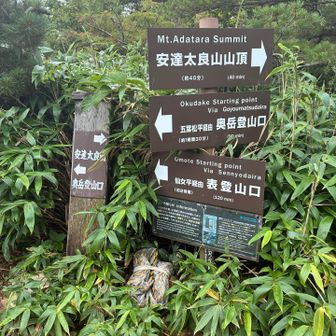 仙女平分岐