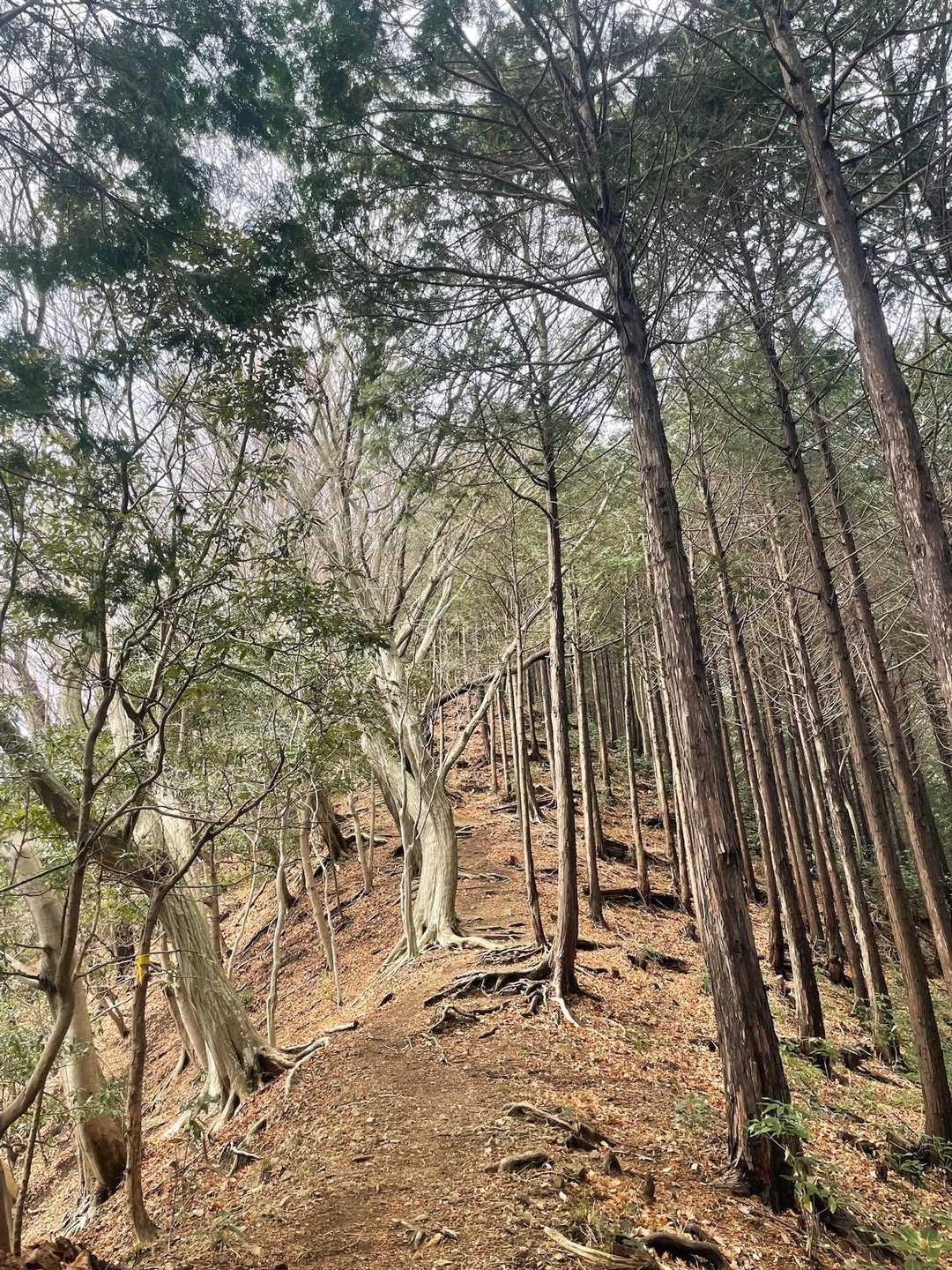 登山道は整備されてます。感謝✨