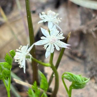 セリバオウレンも種子ができているもの、こうして新しい葉が出てきているものも🌿