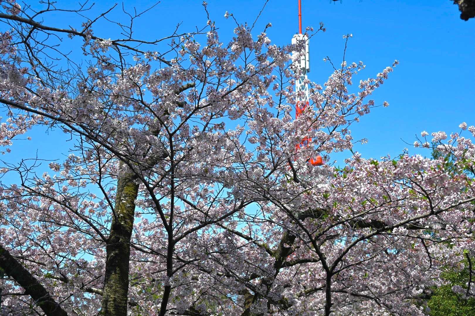 八幡山公園の花見は今日が最終日

昨年に引き続きぼんぼり点灯🏮も無く
露店も少しだけ

やっぱり寂しいねぇ‥
