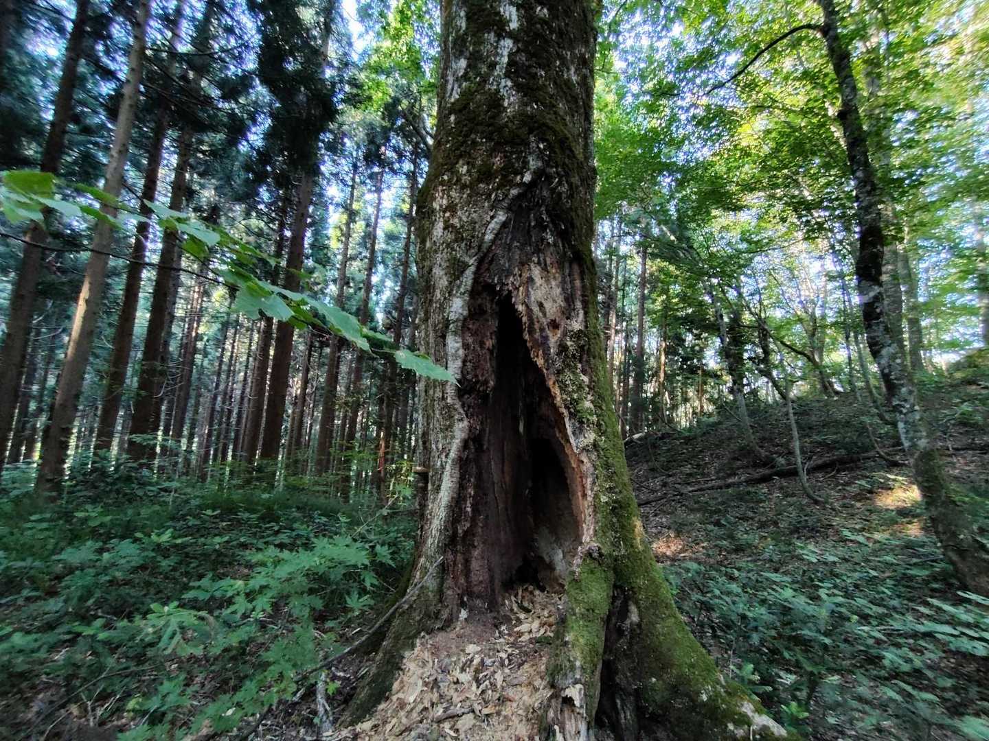 薬師岳-小杉山-小鷲倉-和賀岳 往復コースの写真