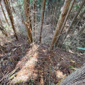 途中でルートを詳しく教えてくれた方の情報で、ここを下りショートカット