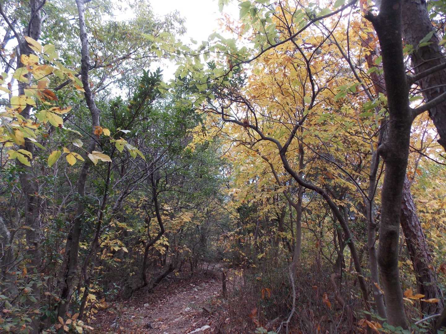 迫間不動-金比羅山登山口-明王山-城山-猿啄城展望台　登山 周回コースの写真