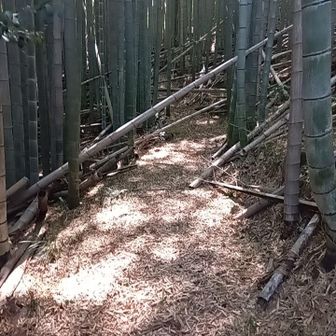 鋸で倒竹を５〜６本切ったり除けたりしたが結構体力を消耗🤣
