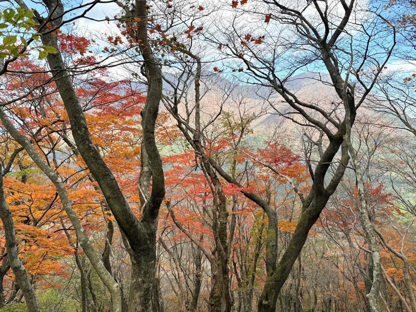 向こうの右が鶴見岳⛰️