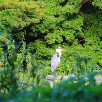 アオサギ…じっとしてる
何考えてるんだろう…
