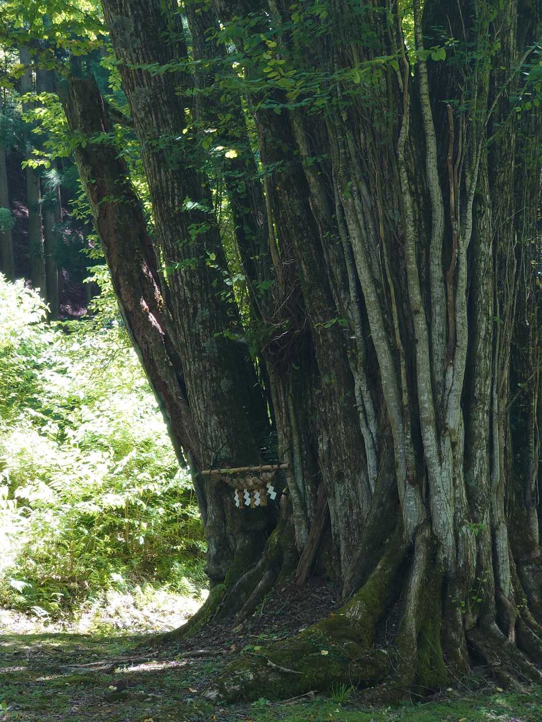 大カツラ、トトロがいそうな感じ