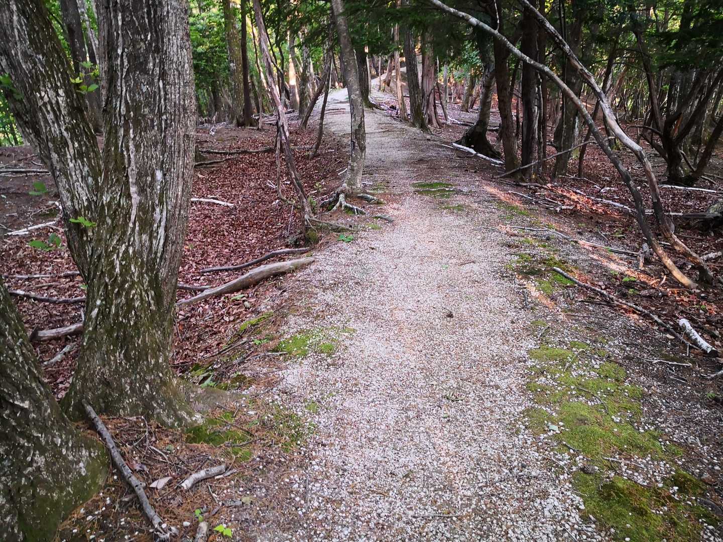 この辺りは、登山道の表面が花崗岩が風化した白砂で白くなっています。