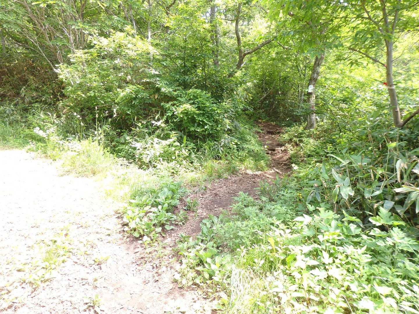 ここから再び登山道へ👉