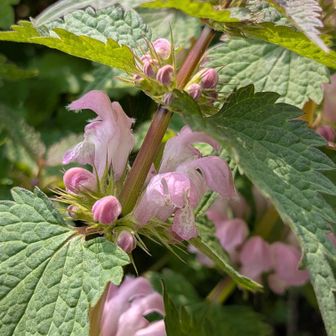 オドリコソウ❤️