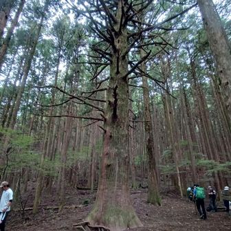 大杉の広場の大きな杉の木