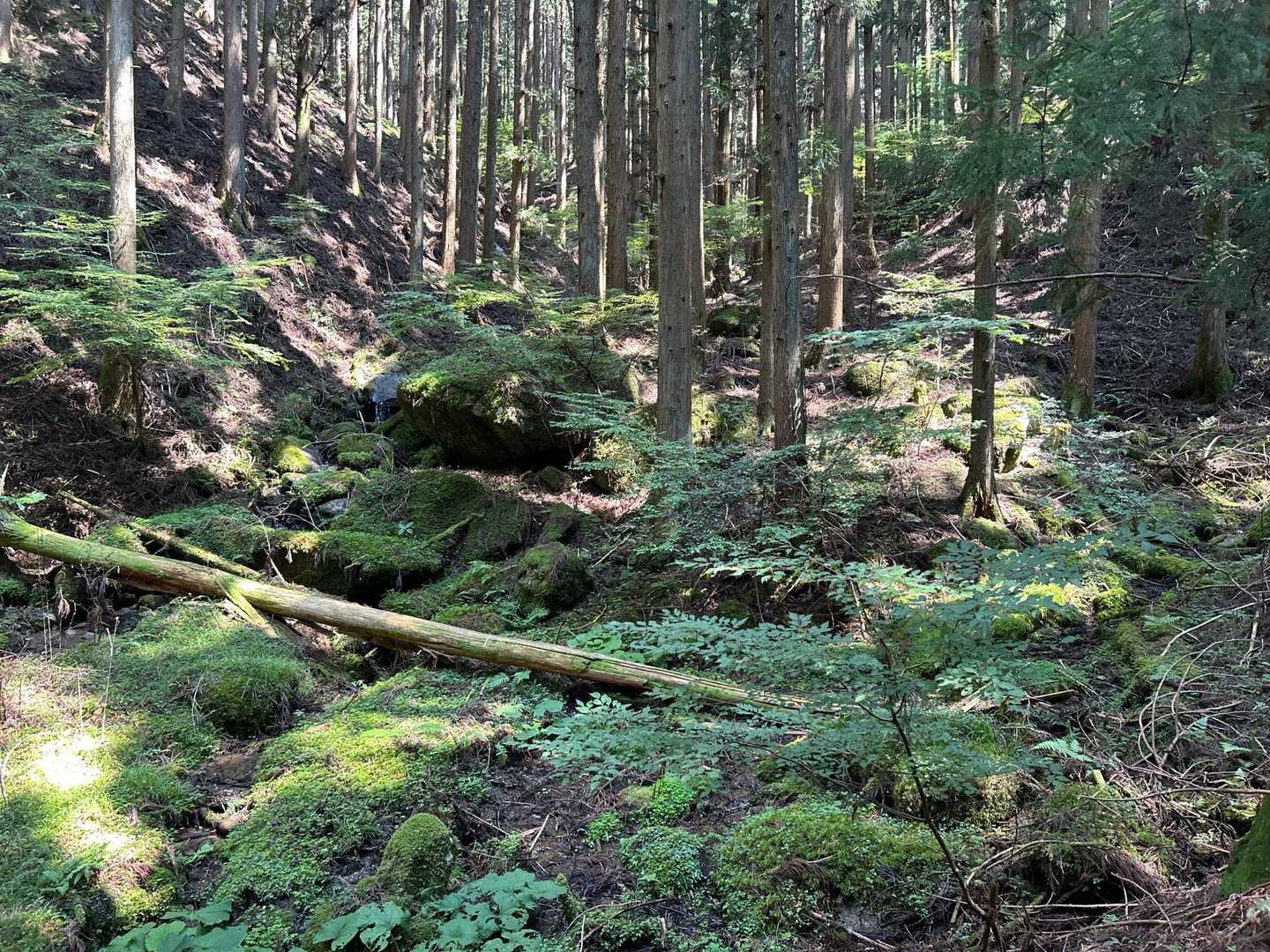 苔の世界🌱